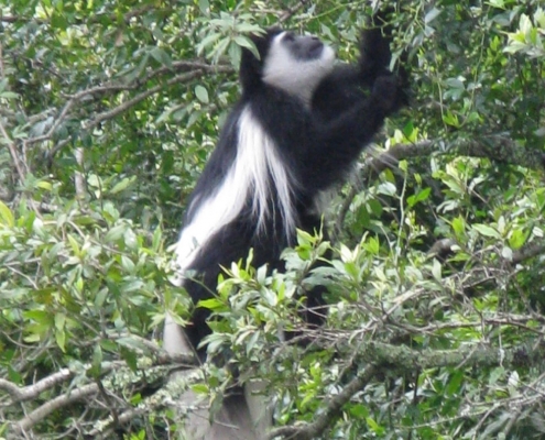 Monkey, Mount Meru Trekking, Arusha National Park
