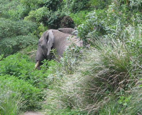 Elephant inside Arusha National Park