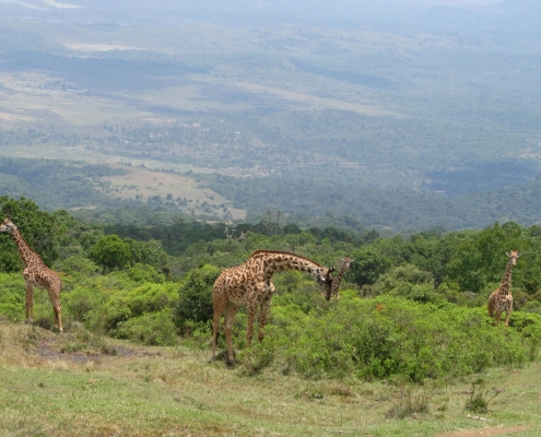 Meeting Giraffes during Mount Meru Trekking