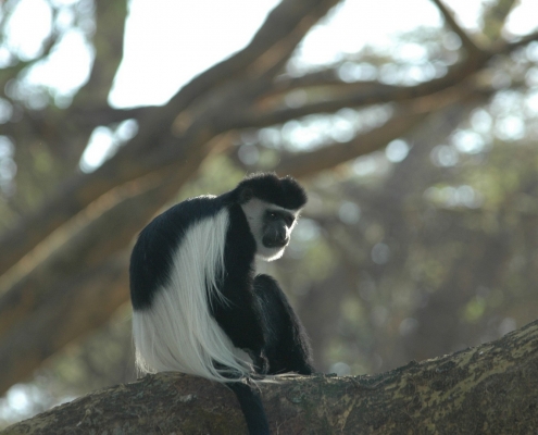 Monkey on a Tree Udzungwa Mountains