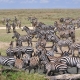 Serengeti plains with a herd of Zebras