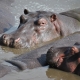 Hippos sunbathing in a Tanzanian Lake