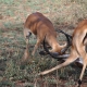 Two Antelopes in a territorial fight
