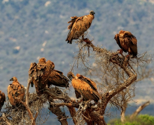 Vultures resting on a Tree, Ruaha National Park