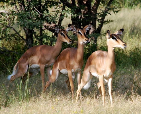 Antelops in Tanzania