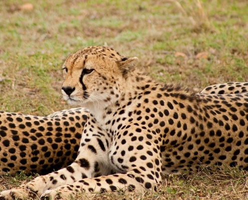 Cheetahs resting in the Serengeti
