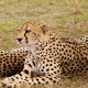Cheetahs resting in the Serengeti
