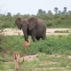 Antelops and Elephants grazing together in Tarangire National Park