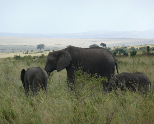 Cow Elephant with 2 calfs and endless steppes in the background