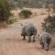 Rhinos on tour