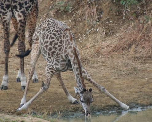 Giraffe drinking from a small lake