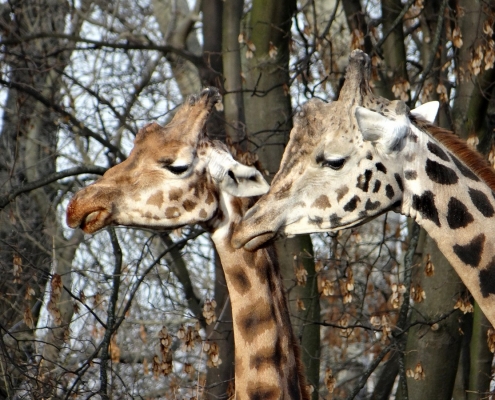 Two Giraffes in Tanzania