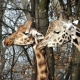 Two Giraffes in Tanzania