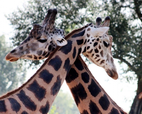 Lake Manyara Giraffes