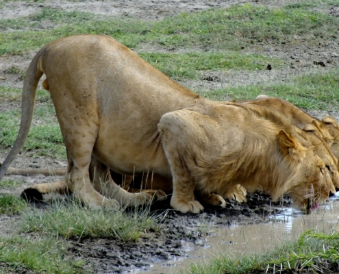 3 Lions drinking water together