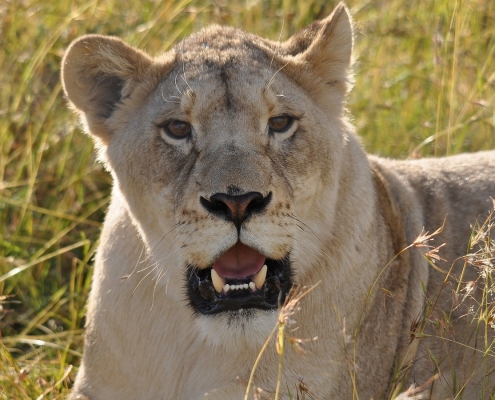 Lioness National Park Tanzania Safari