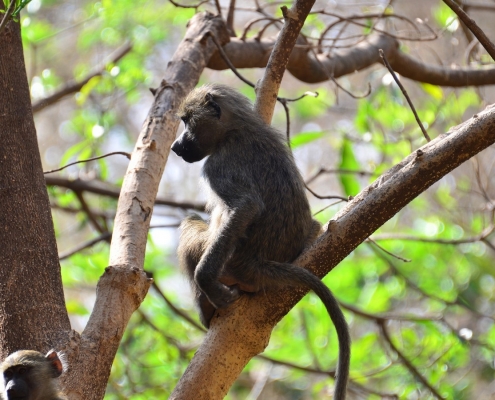Small monkeys in Udzungwa Mountain National Park
