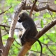 Small monkeys in Udzungwa Mountain National Park