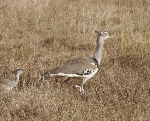 Secretarybird with offspring, Tanzania Southern Circuit Safari
