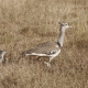 Secretarybird with offspring, Tanzania Southern Circuit Safari