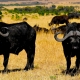 African buffalos in the Serengeti