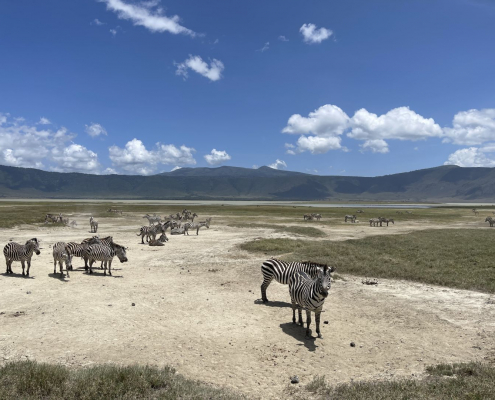 Zebras in the Ngorongoro Crater
