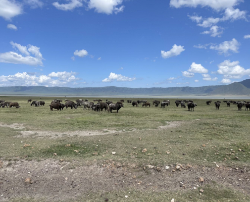 Animals in the Ngorongoro Caldera