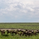 The Great Migration on the plains of Serengeti National Park