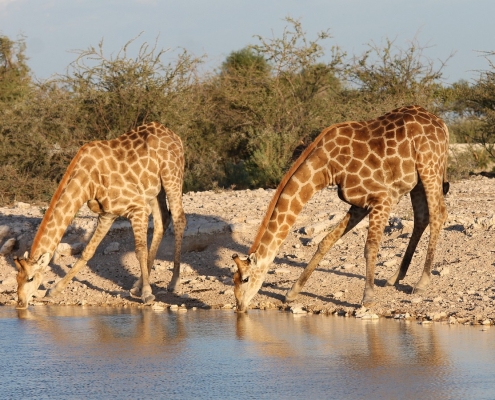 Giraffes drinking water near Lake Natron