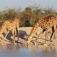 Giraffes drinking water near Lake Natron
