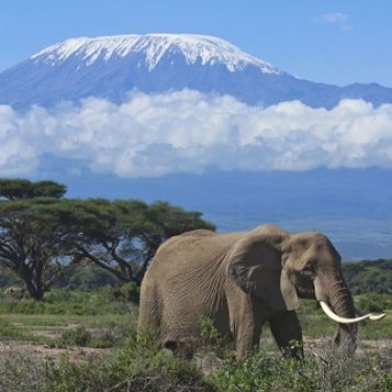 Elephant with Kilimanjaro in the background