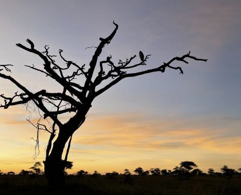 Vultures sitting on a dead tree in the Serengeti National Park