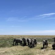A group of elephants in the endless plains of the Serengeti