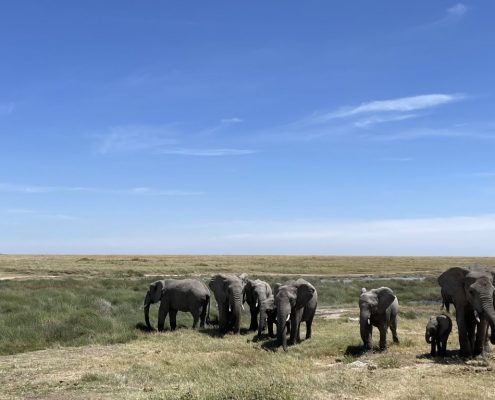 A group of elephants in the endless plains of the Serengeti