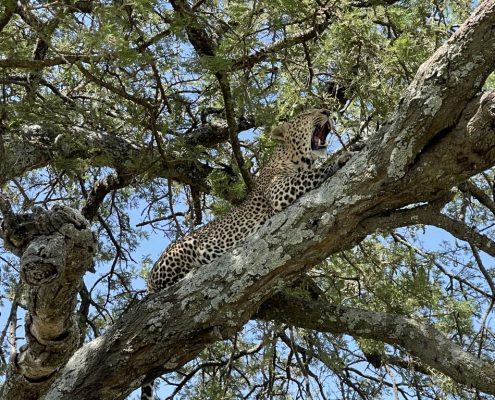 A yawning leopard sitting on a tree in Tarangire National Park
