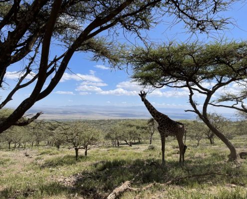 A giraffe in the Ngorongoro Conservation Area