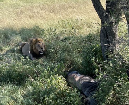 A male lion resting next to the victim of a successful hunt