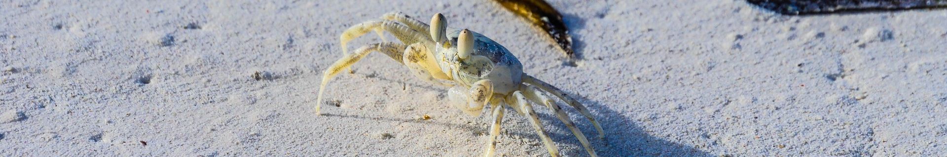 Fine white sand with a crab, Tanzania Mainland Coast