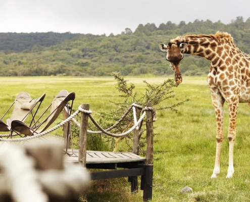 Hatari Lodge Veranda, with a Giraffe feeding on an acacia tree