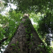 Tallest Tree in Africa