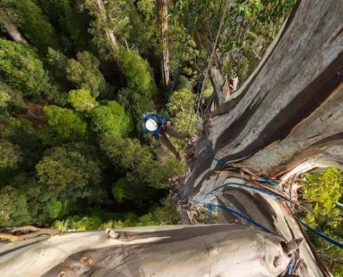Researchers climbing the tallest tree in Africa