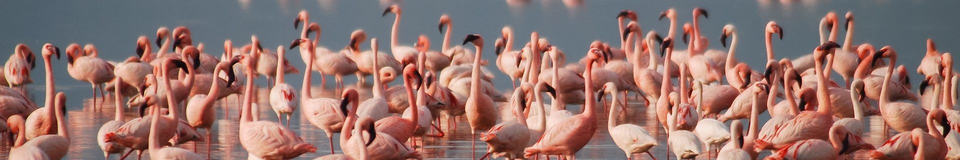 Flamingos Lake Natron Tanzania