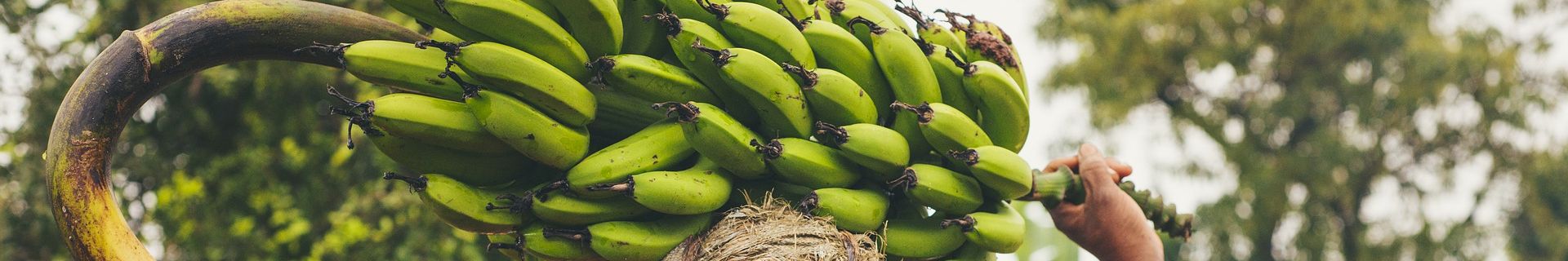 Mama transporting Banana plant