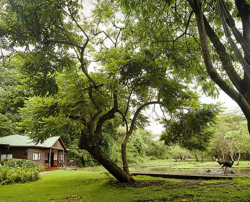 Mount Meru Game Lodge Garden