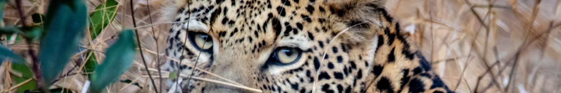 Leopard National Park in Tanzania