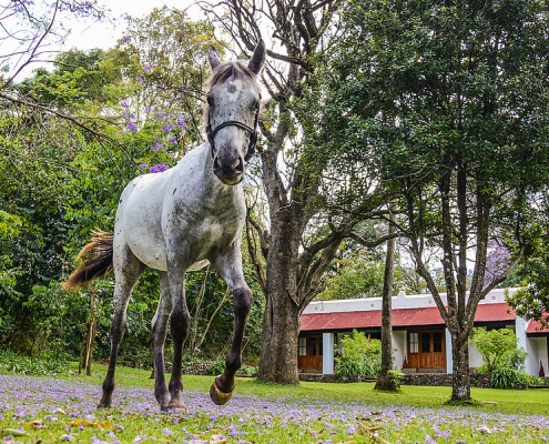 Ngare Sero Mountain Lodge Horse