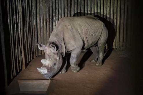 Black Rhino Eric in Tanzania