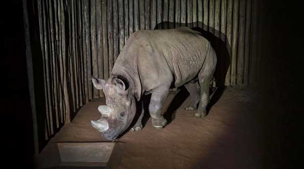 Black Rhino Eric in Tanzania