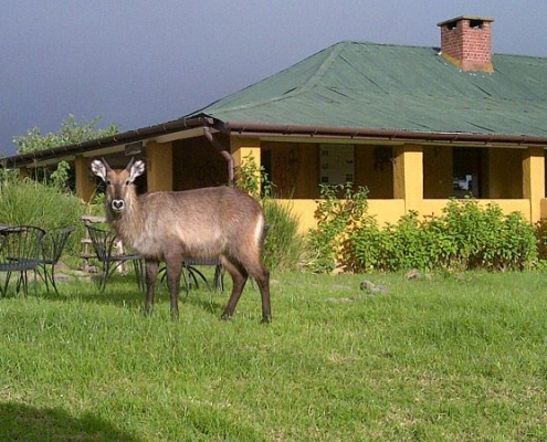 Antilope with Rhino Lodge in the background