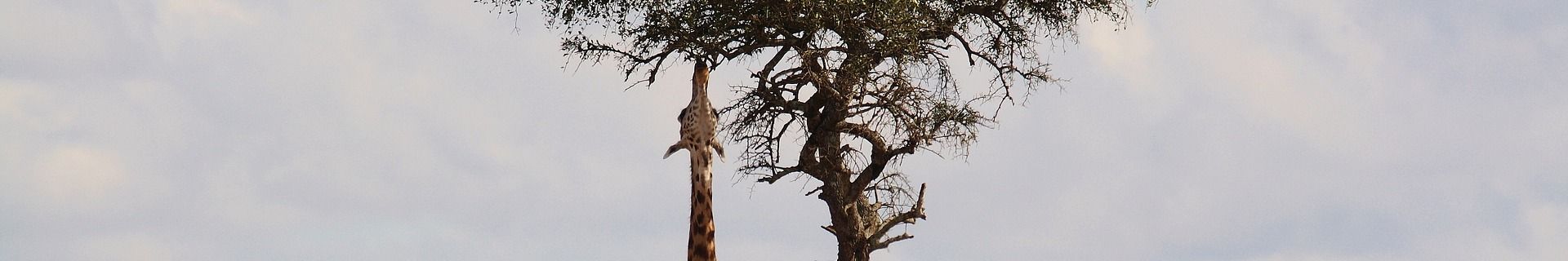 Giraffe Acacia